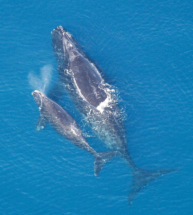 right_whale_with_calf